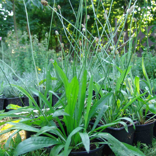 Skorocel kopijovitý-(Plantago lanceolata L.)